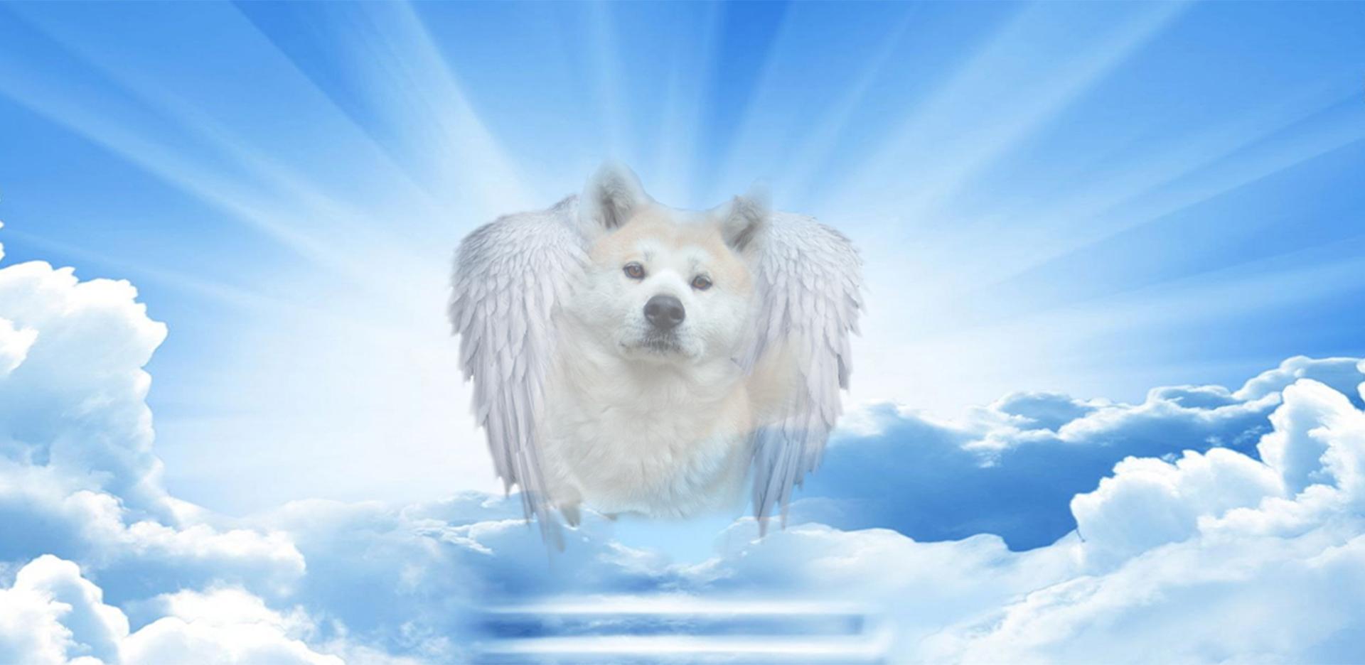 Pies z anielskimi skrzydłami