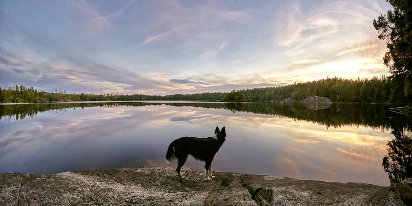 Pies wpatrujący się w jezioro